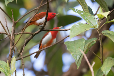 Scarlet-and-white Tanager (Chrysothlypis salmoni)