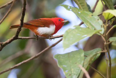 Scarlet-and-white Tanager (Chrysothlypis salmoni)