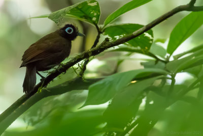 Hairy-crested Antbird (Rhegmatorhina melanosticta)