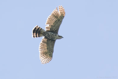 Ornate Hawk-Eagle (Spizaetus ornatus)