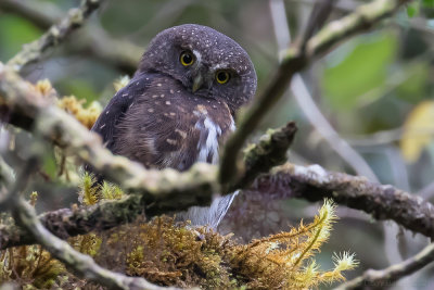 Andean Pygmy-Owl (Glaucidium jardinii)