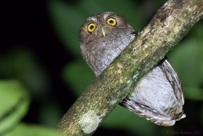 Napo (Foothill) Screech-Owl (Megascops roraimae napensis) 