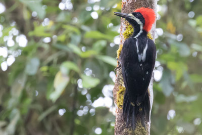 Powerful Woodpecker (Campephilus pollens)