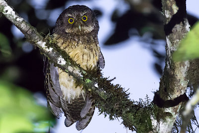 White-throated Screech-Owl (Megascops albogularis)