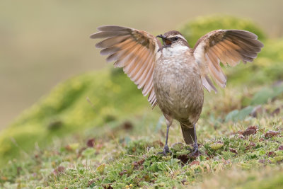 Stout-billed Cinclodes (Cinclodes excelsior)