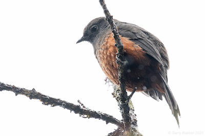 Chestnut-bellied Cotinga (Doliornis remseni)