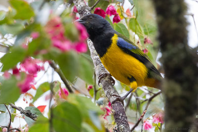 Black-chested Mountain Tanager (Cnemathraupis eximia)