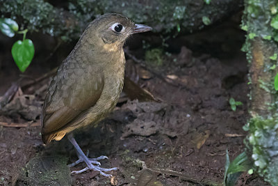 Plain-backed Antpitta (Grallaria haplonota)