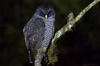San Isidro Owl Ciccaba sp. 