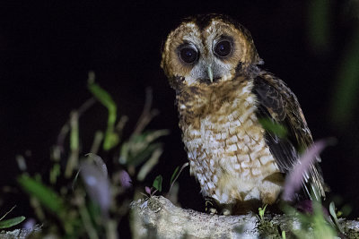 Rufous-banded Owl (Ciccaba albitarsis)