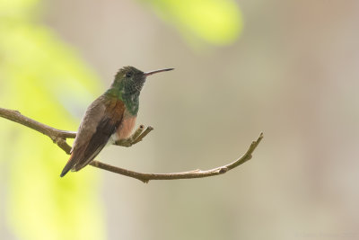 Chestnut-bellied Hummingbird (Saucerottia castaneiventris)