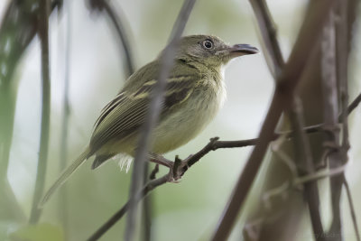 Southern Bentbill (Oncostoma olivaceum)