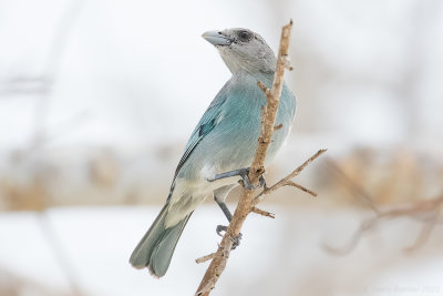 Glaucous Tanager (Thraupis glaucocolpa)