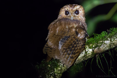 Cinnamon Screech Owl (Megascops petersoni)
