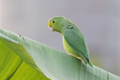 Turquoise-winged Parrotlet (Forpus spengeli)