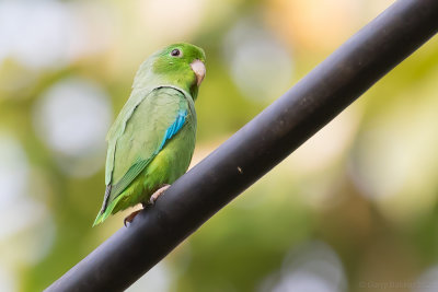 Turquoise-winged Parrotlet (Forpus spengeli)