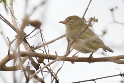 Scrub Greenlet (Hylophilus flavipes)