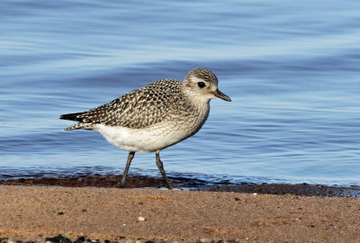 Black-bellied Plover