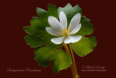 Bloodroot On Red Background 