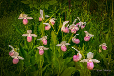 Showy Lady's Slippers  
