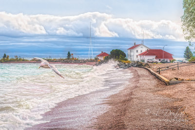 Grand Marais: Seagull on the Windy Shore 