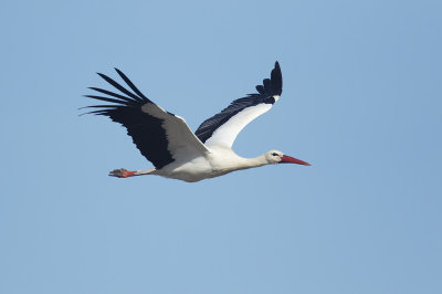 Ooievaar / White Stork