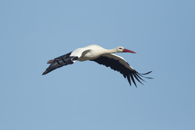 Ooievaar / White Stork