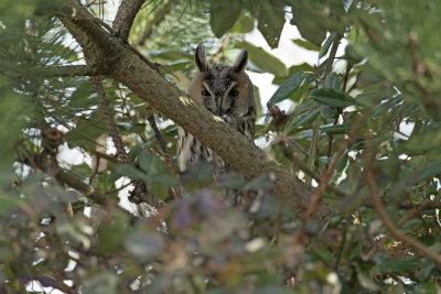 Ransuil / Long-eared Owl