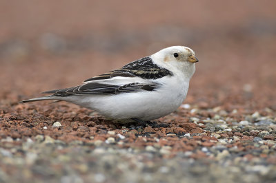 Sneeuwgors / Snow Bunting