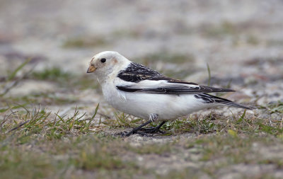 Sneeuwgors / Snow Bunting
