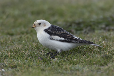 Sneeuwgors / Snow Bunting