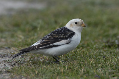 Sneeuwgors / Snow Bunting