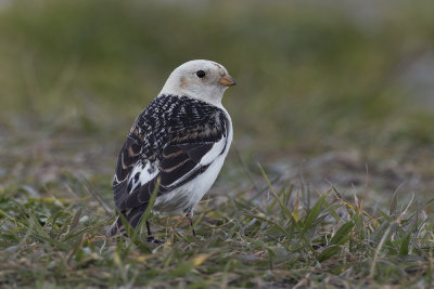Sneeuwgors / Snow Bunting