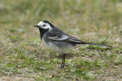 Rouwkwikstaart / Pied Wagtail