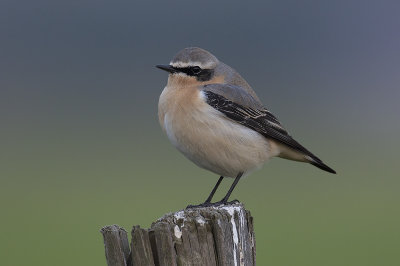 Tapuit / Northern Wheatear