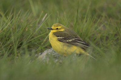 Engelse Kwikstaart / Yellow Wagtail