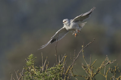 Grijze Wouw / Black-shouldered Kite