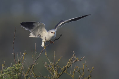 Grijze Wouw / Black-winged Kite
