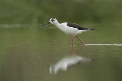 Steltkluut / Black-winged Stilt