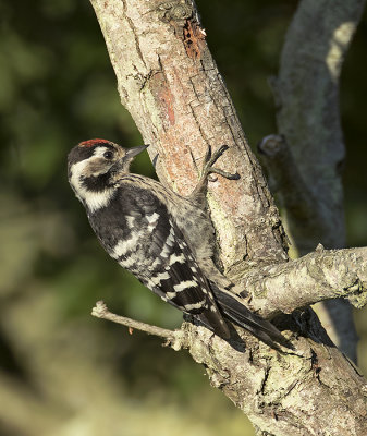 Kleine Bonte Specht / Lesser Spotted Woodpecker