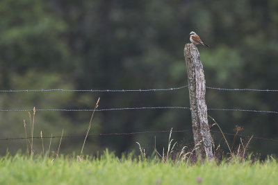 Grauwe Klauwier / Red-backed Shrike