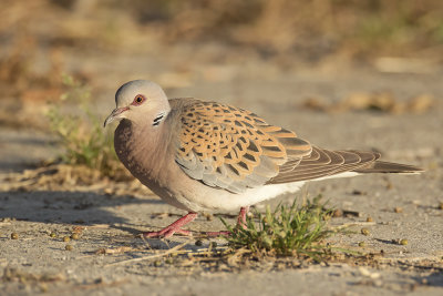 Zomertortel / Turtle Dove