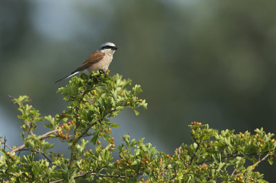 Grauwe Klauwier / Red-backed Shrike