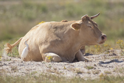 Cattle Egret / Koereiger