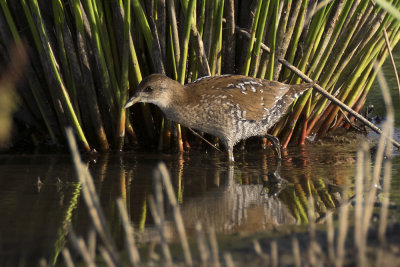 Kleinst Waterhoen / Baillon's Crake