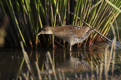 Kleinst Waterhoen / Baillon's Crake