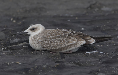 Pontische Meeuw / Caspian Gull
