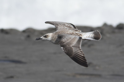 Pontische Meeuw / Caspian Gull