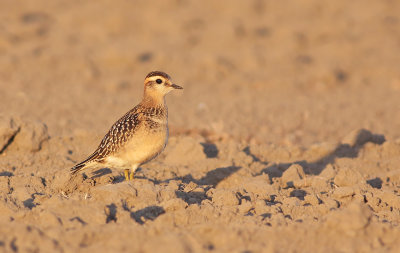 Morinelplevier / Dotterel