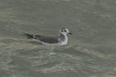 Vorkstaartmeeuw / Sabine's Gull